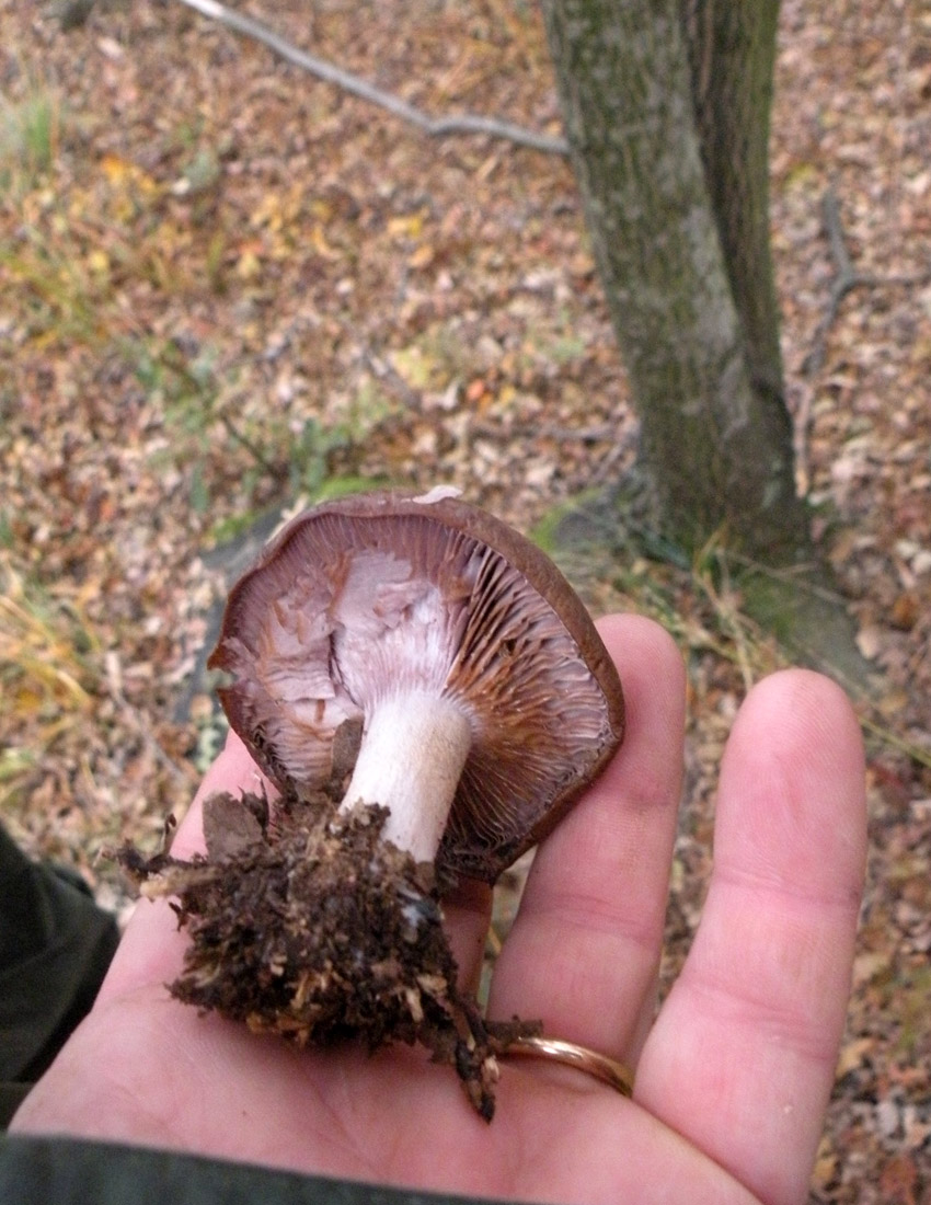 Nei boschi di Ulderico